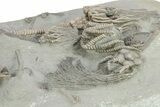 Spectacular Fossil Crinoid Plate - Crawfordsville, Indiana #255133-4